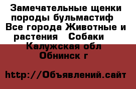 Замечательные щенки породы бульмастиф - Все города Животные и растения » Собаки   . Калужская обл.,Обнинск г.